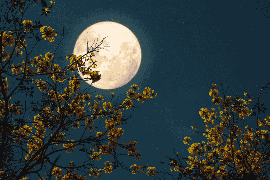 Lua cheia brilhando intensamente no céu entre galhos floridos de árvores ao anoitecer.
