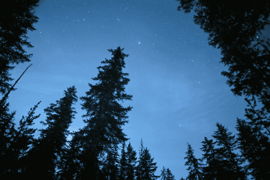 Céu noturno com estrelas visíveis acima de floresta de pinheiros, cenário ideal para observar planetas a olho nu.