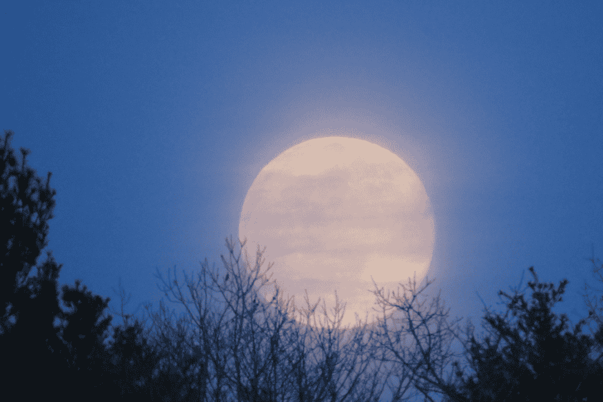 Superlua subindo atrás das árvores em um céu azul-escuro no início da noite.